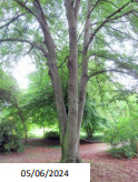 Fagus_sylvatica_6.jpg