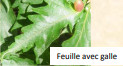 Fagus_sylvatica_9.jpg