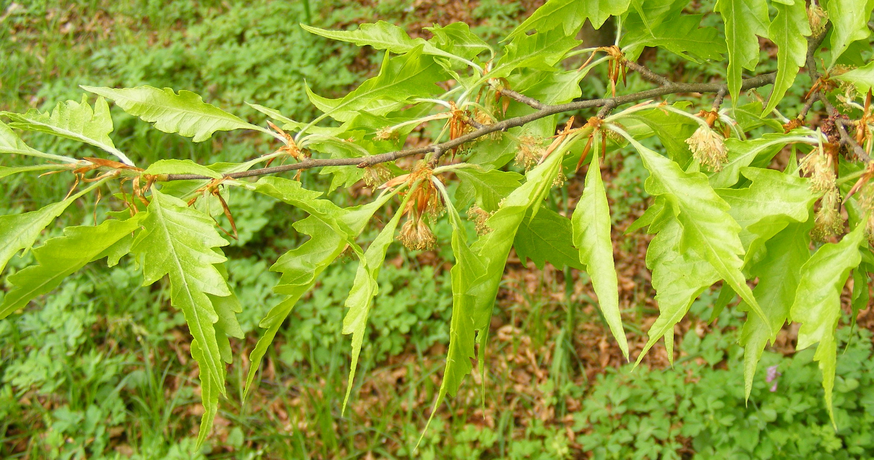 Fagus_sylvatica_l7.jpg