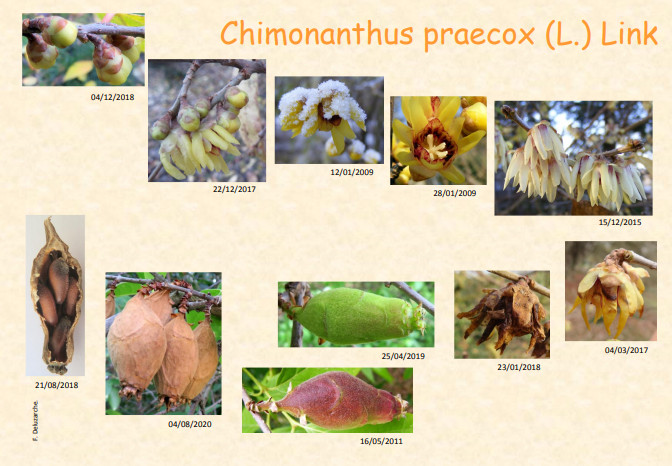 fleur_au_fruit_juillet_2012_1.jpg