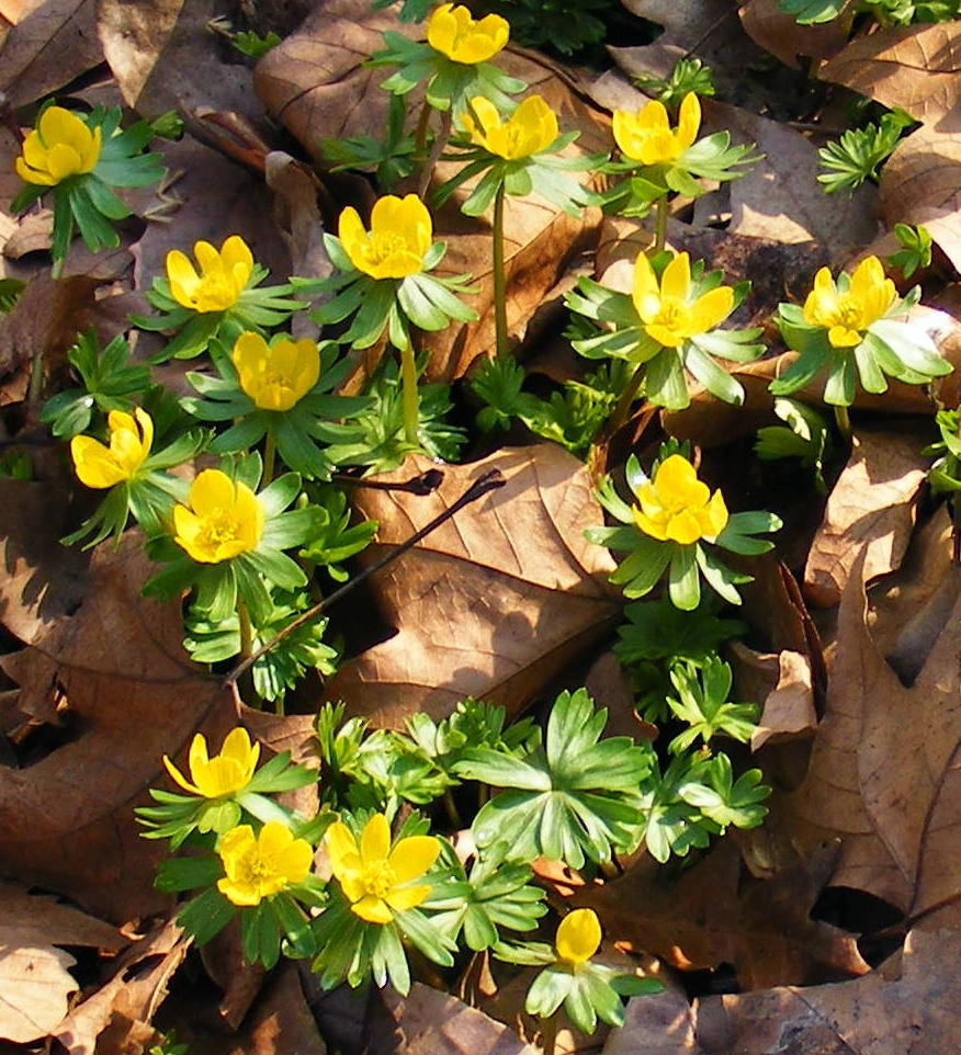 Eranthis_hyemalis.jpg