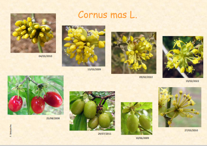 fleur_au_fruit_sep_2012_1.jpg