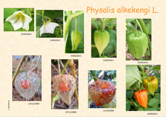 fleur_au_fruit_oct_2012_1.jpg
