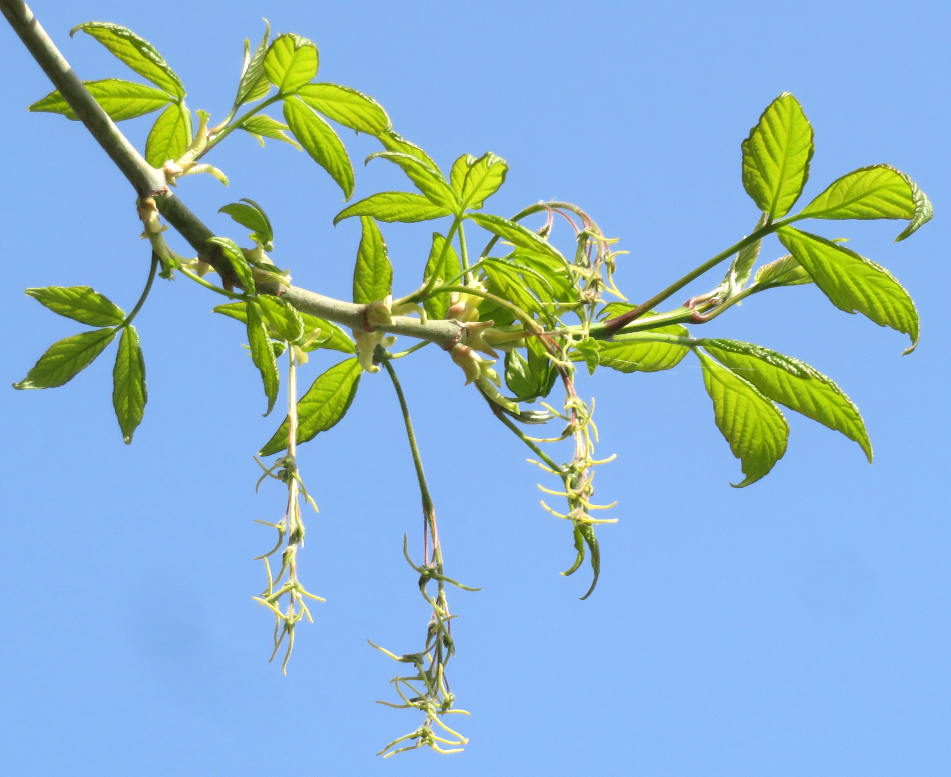 Acer_negundo.jpg