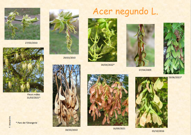 fleur_au_fruit_nov_2012_1.jpg