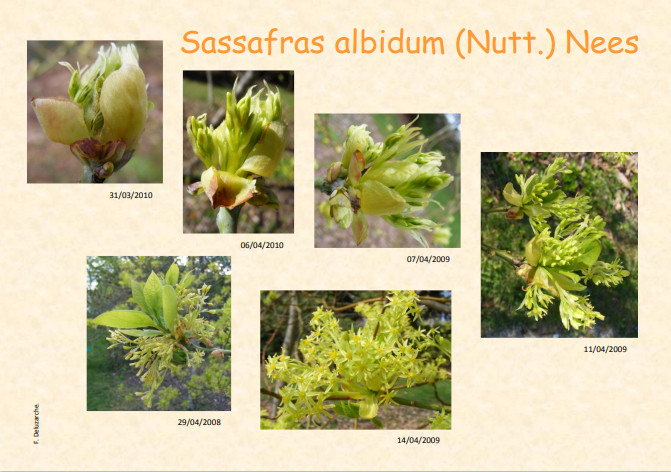 fleur_au_fruit_dec_2012_1.jpg