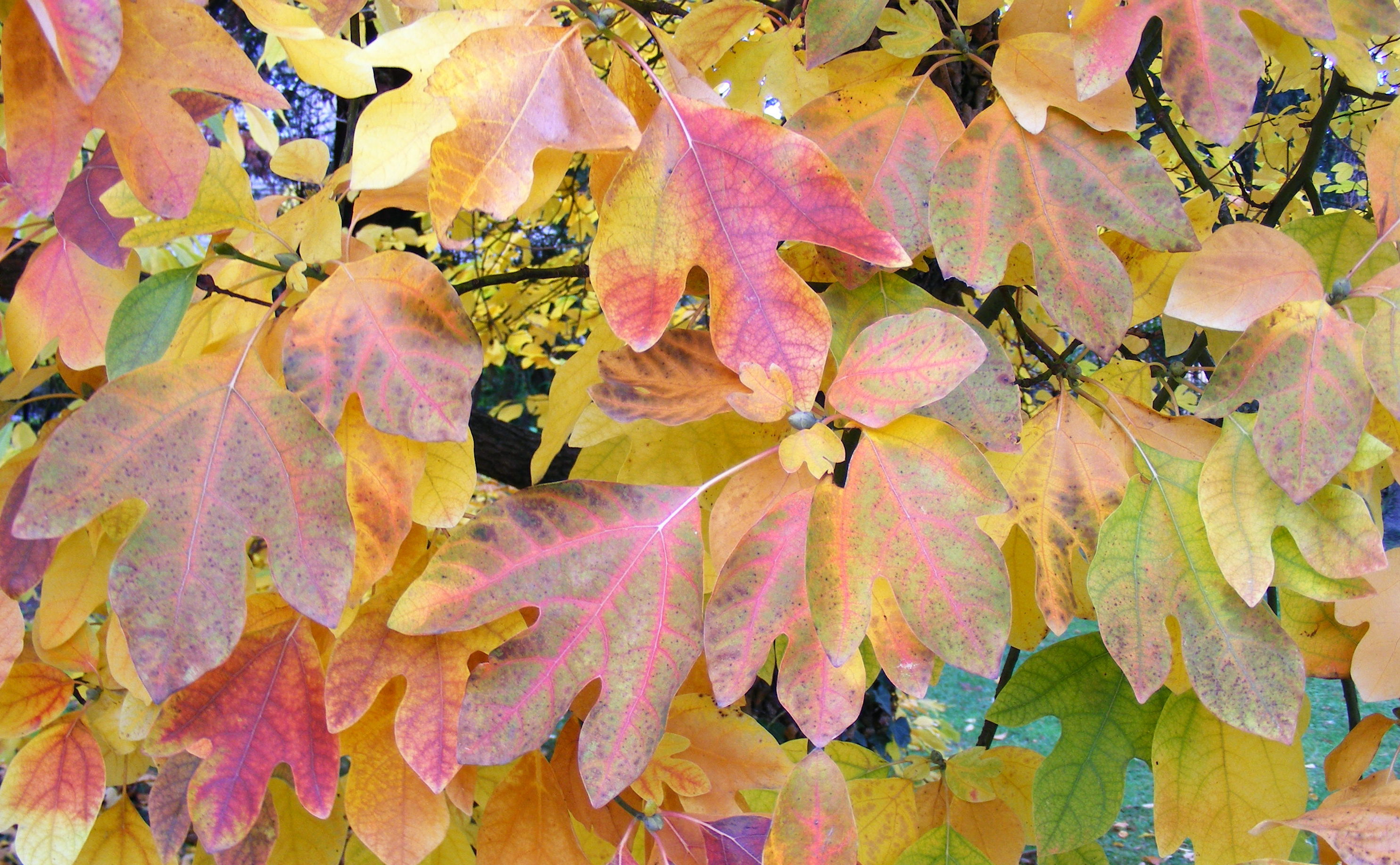 sassafras_albidum.jpg