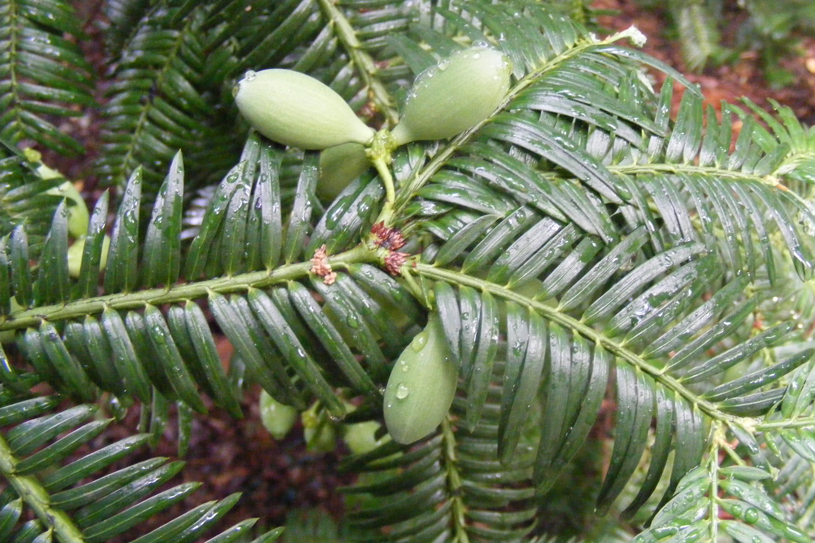 Cephalotaxus_sinensis.jpg