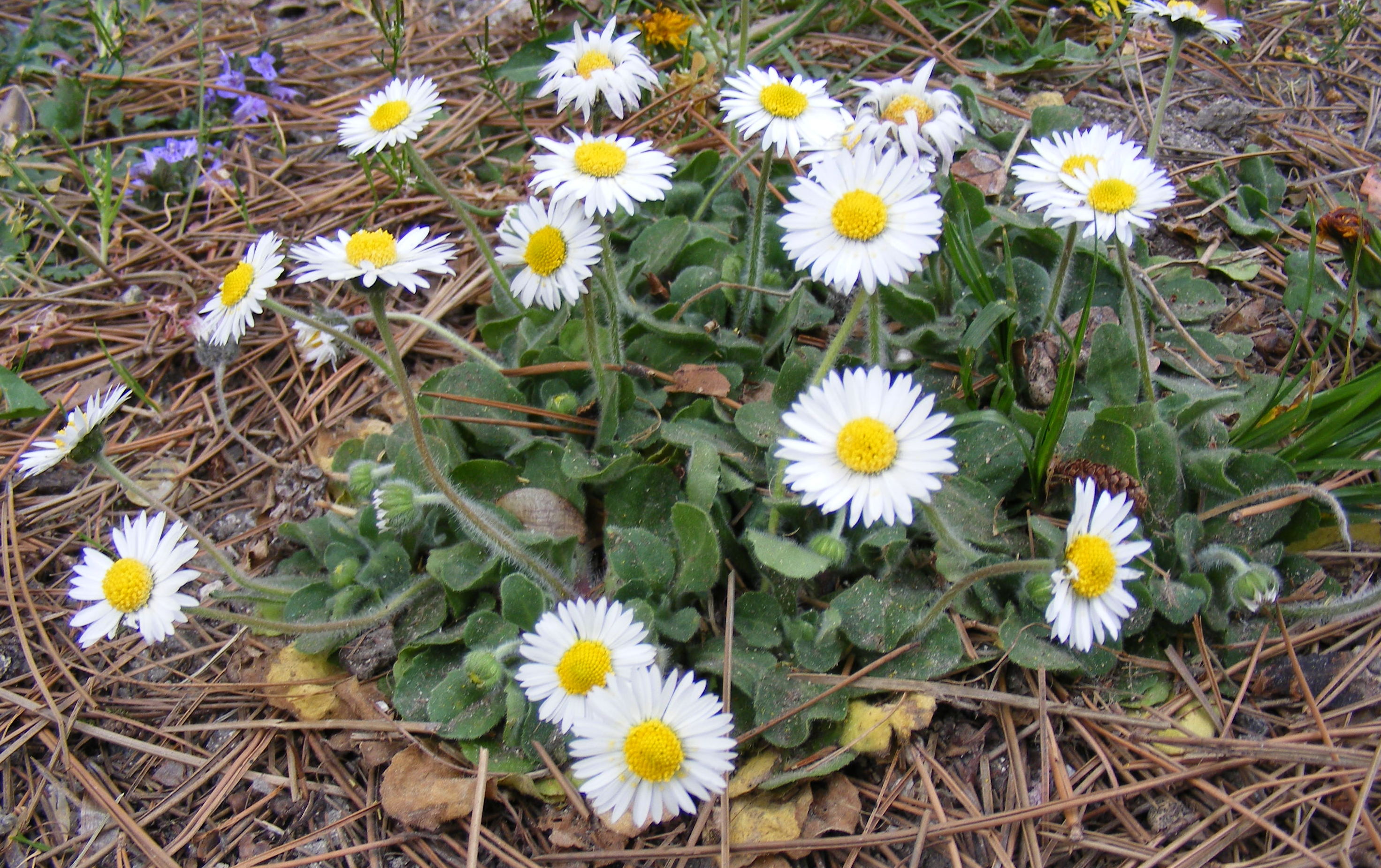 Bellis_perennis.jpg