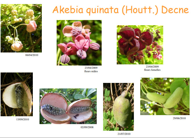 fleur_au_fruit_avril_2013_1.jpg