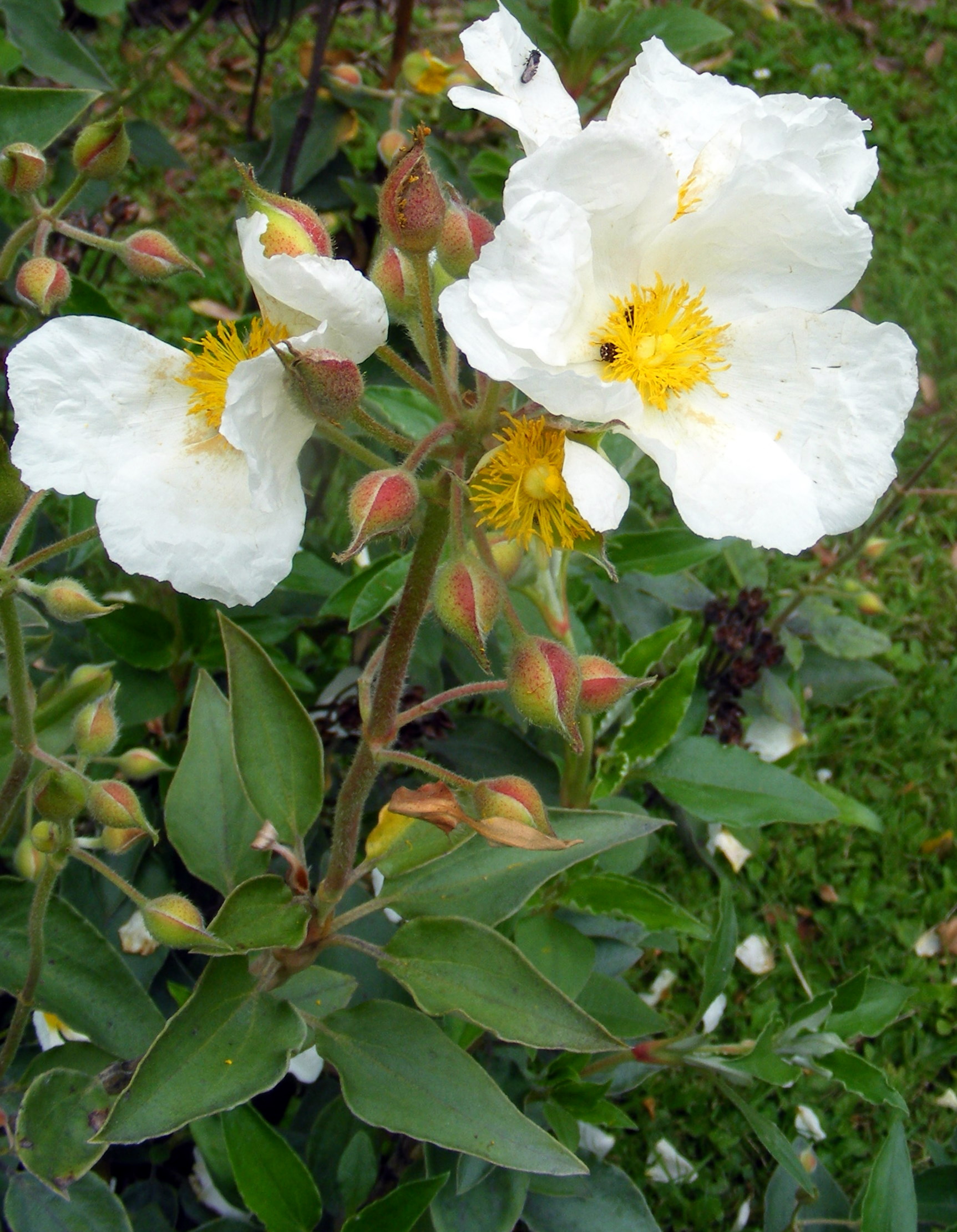 Cistus_laurifolius.jpg