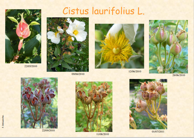 fleur_au_fruit_juin_2013_1.jpg