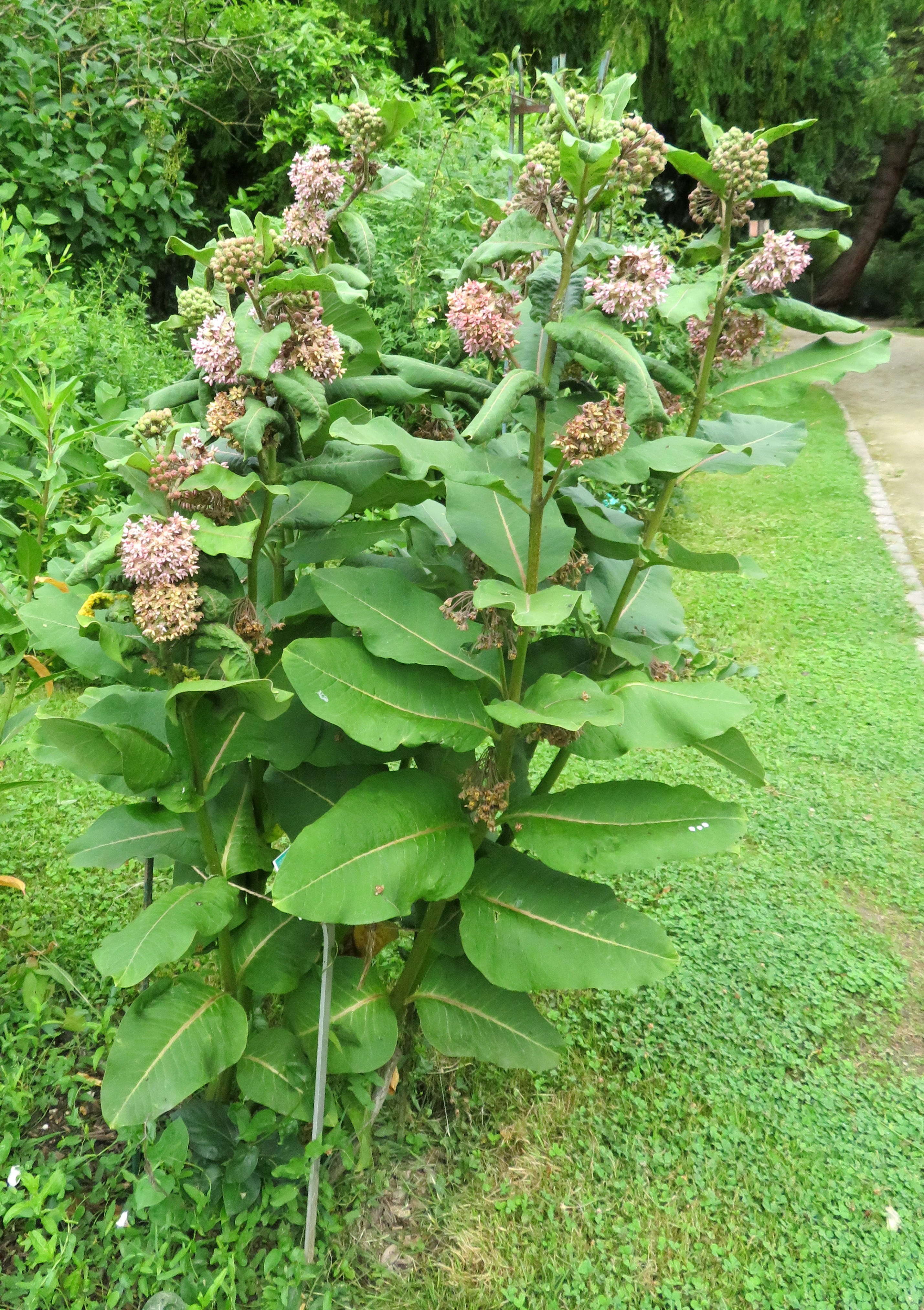 Asclepias_syriaca.jpg