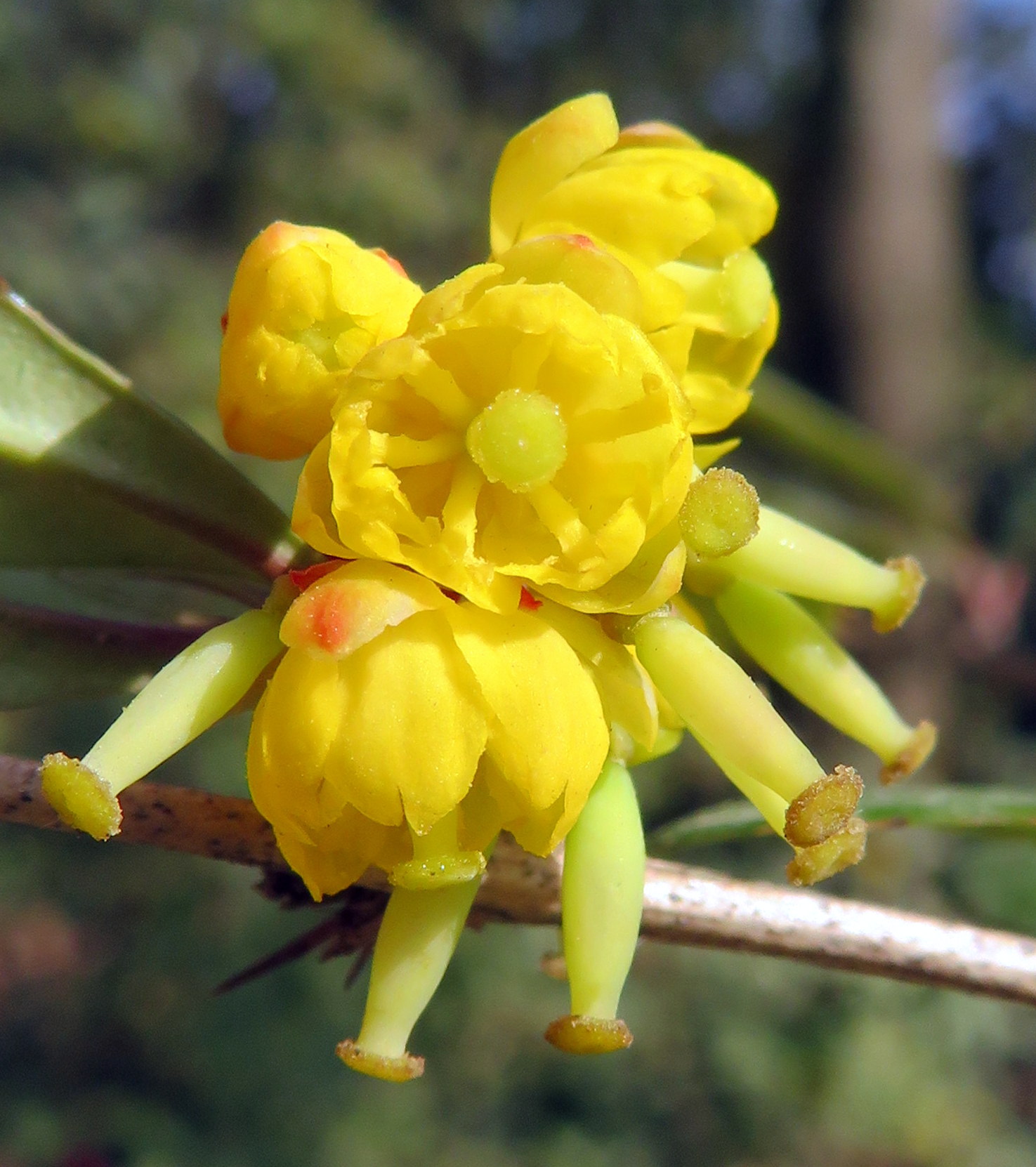 16_Berberis_julianae_26Or.jpg