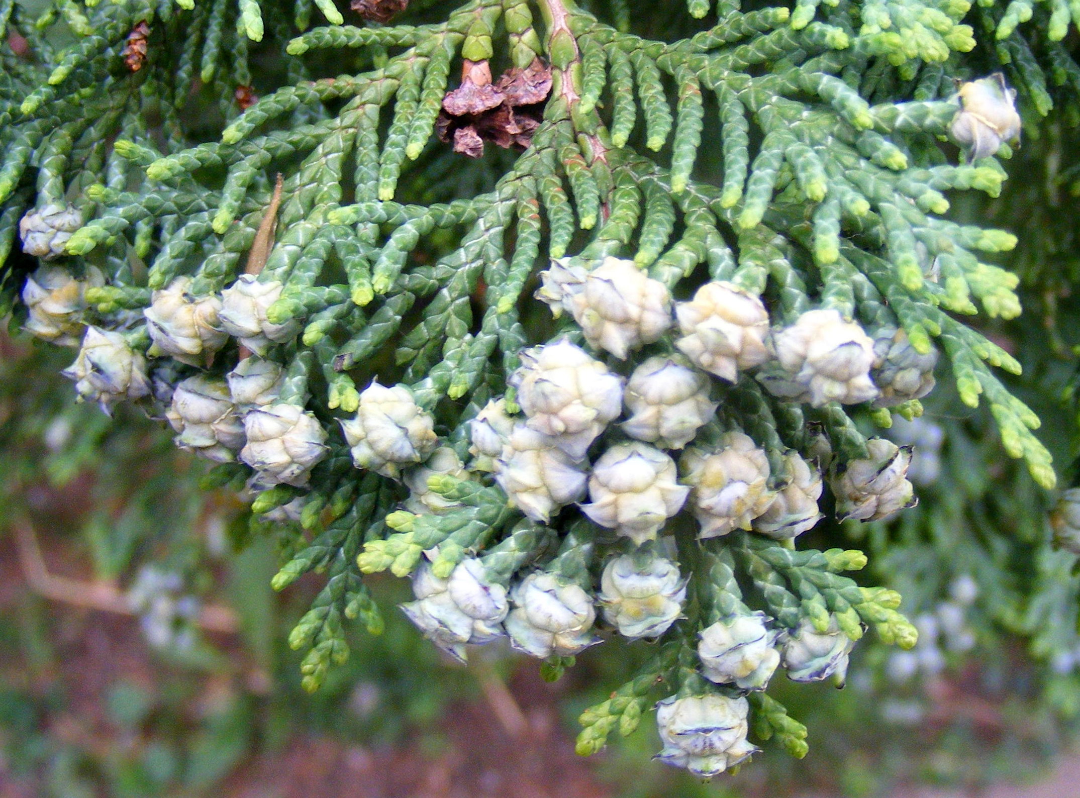 19_Chamaecyparis_lawsoniana_gl32.jpg