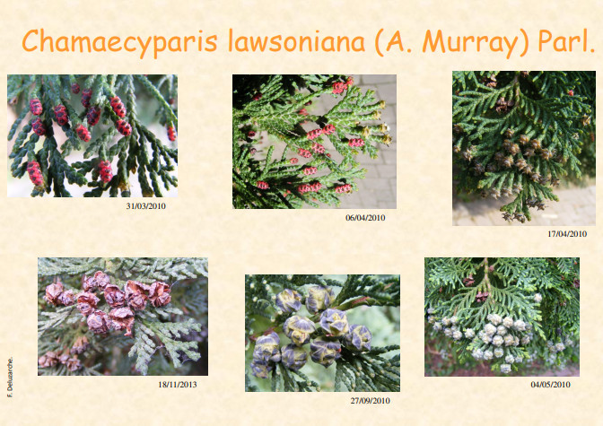 fleur_au_fruit_janvier_2014_1.jpg