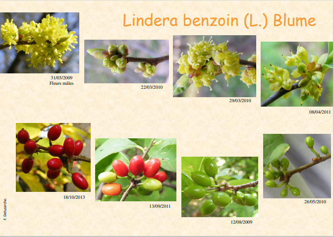 fleur_au_fruit_avril_2014_1.jpg