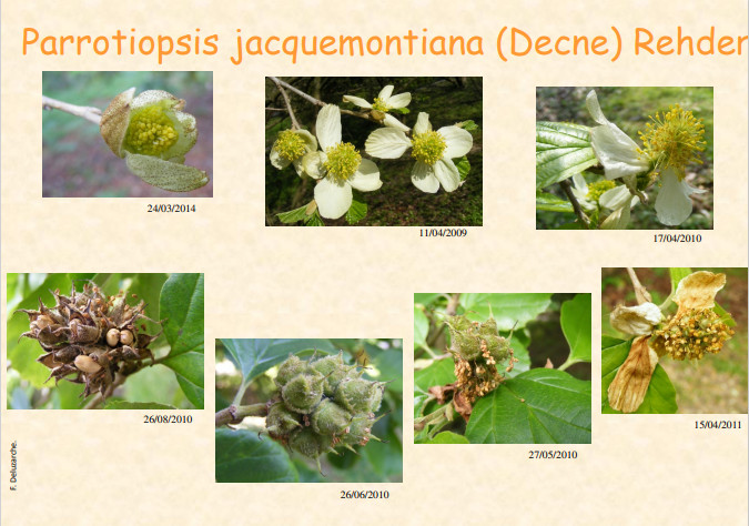 fleur_au_fruit_mai_2014_1.jpg