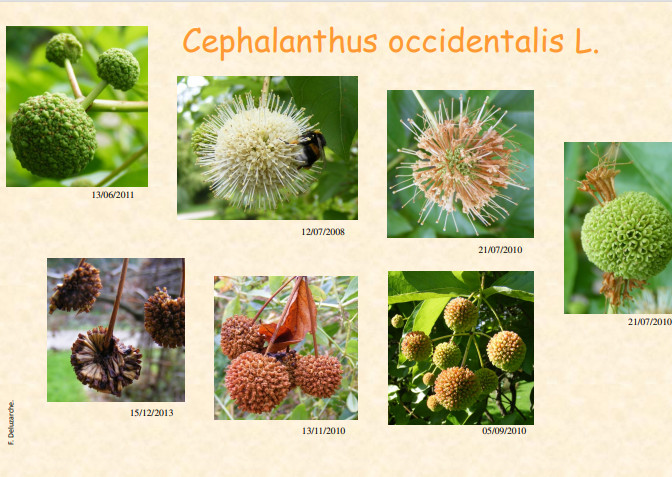 fleur_au_fruit_juin_2014_1.jpg