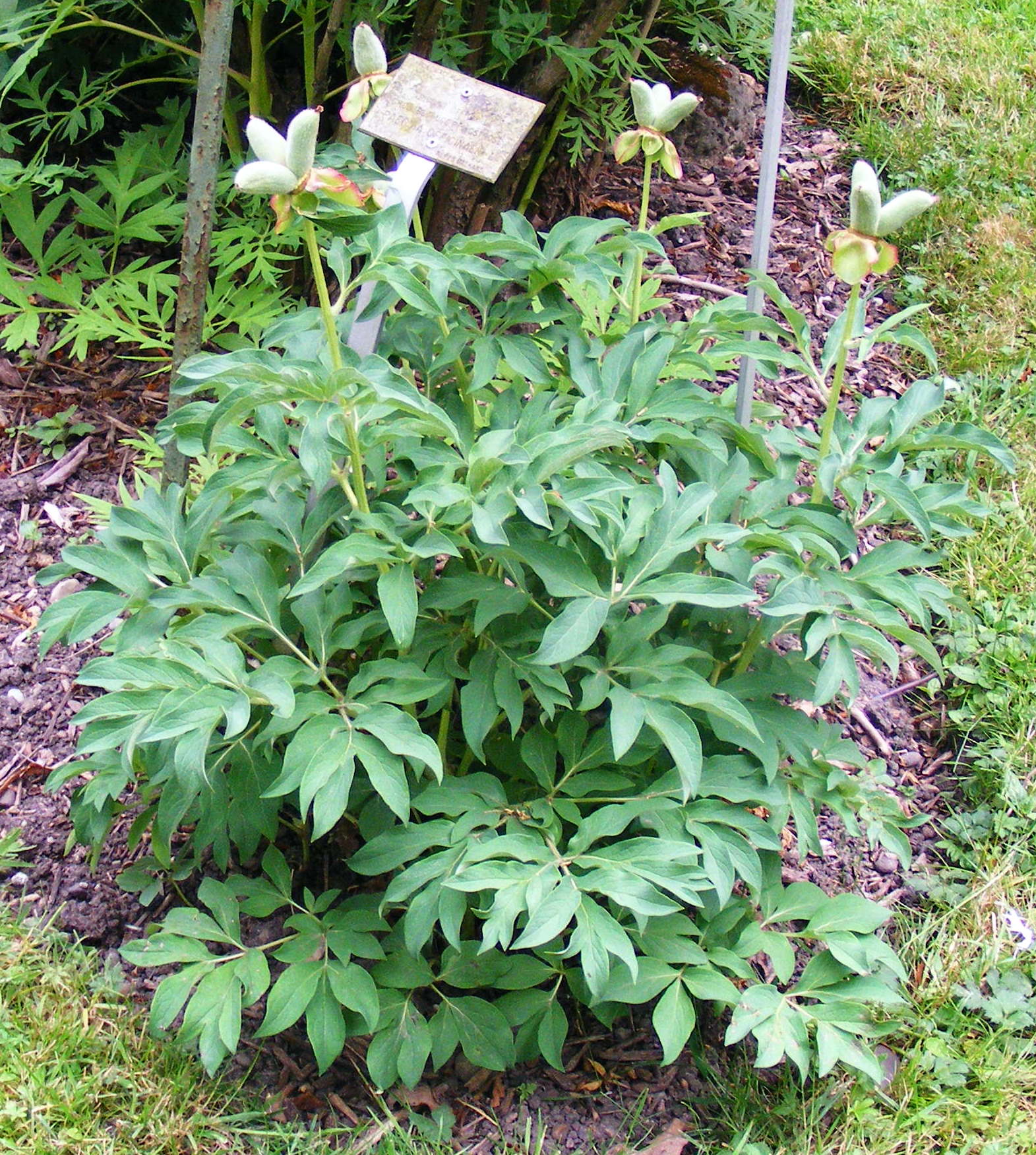 25_Paeonia_officinalis_3.jpg