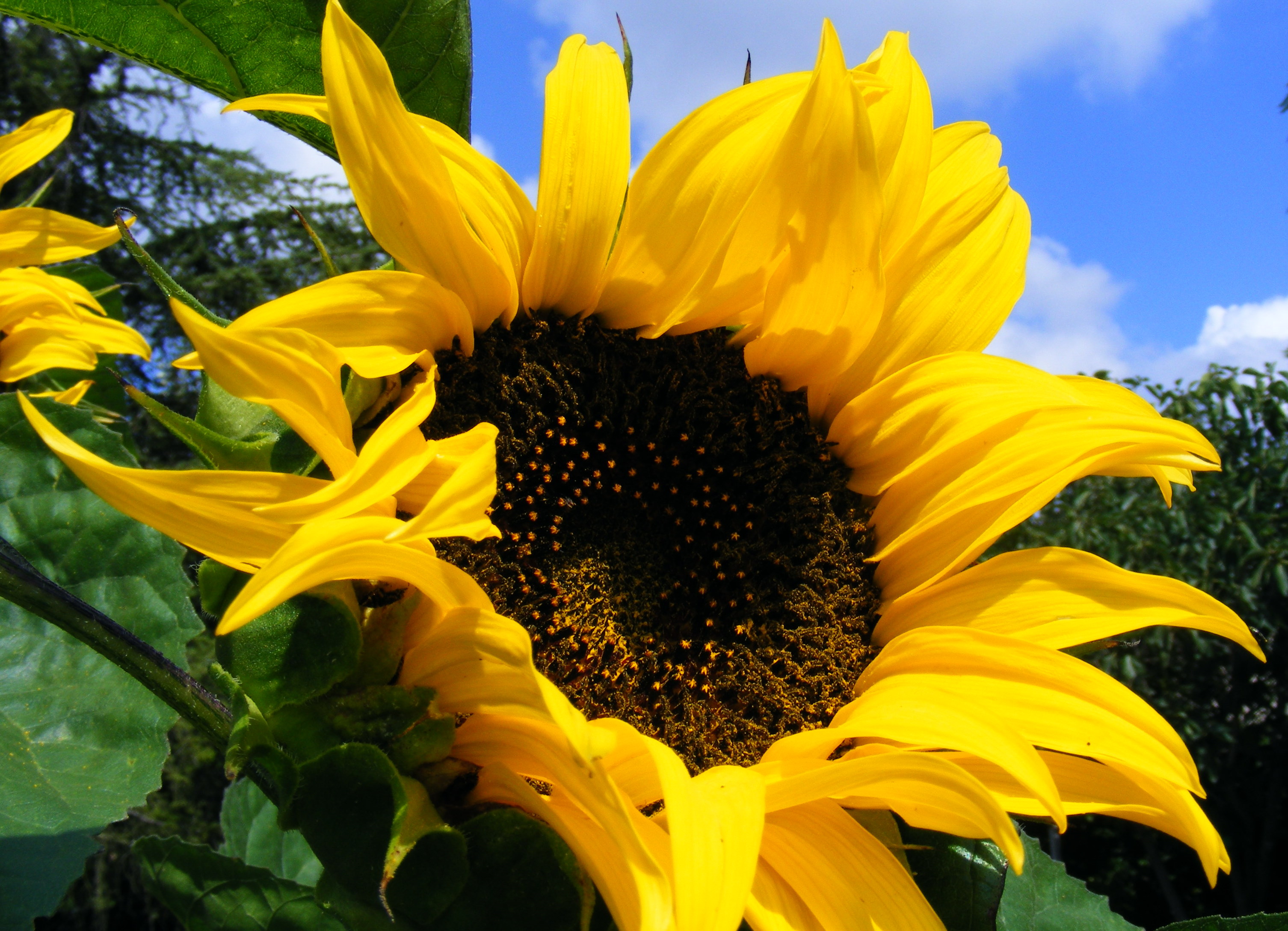 helianthus_annuus.jpg