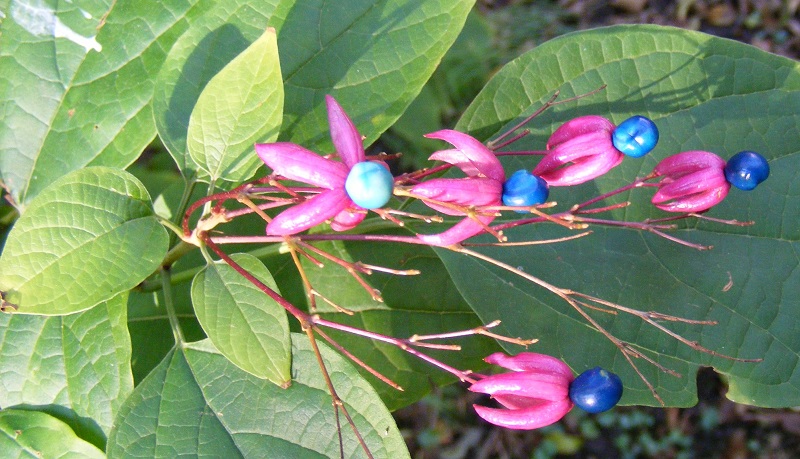 Clerodendron_trichotomum.jpg