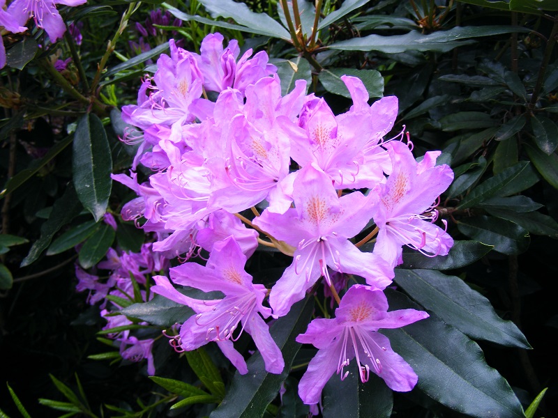 Rhododendron_ponticum.jpg