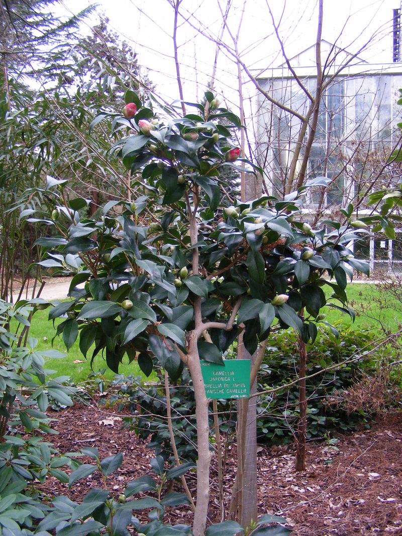 Camellia_japonica.jpg