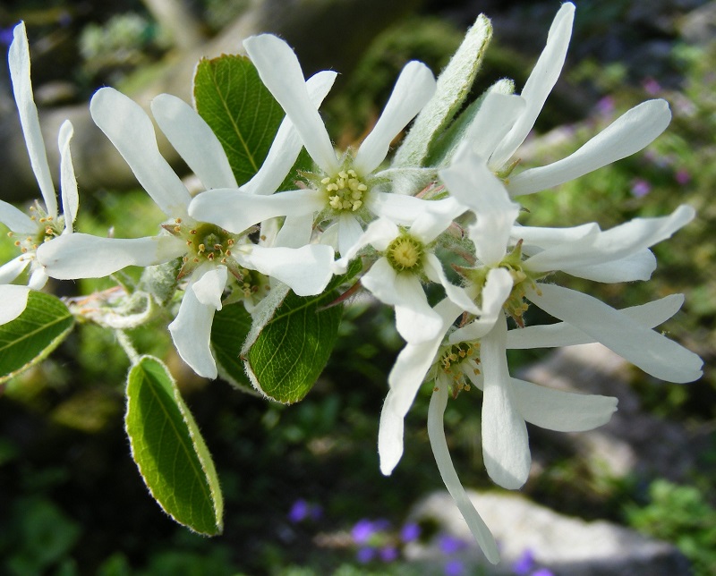 Amelanchier_ovalis.jpg