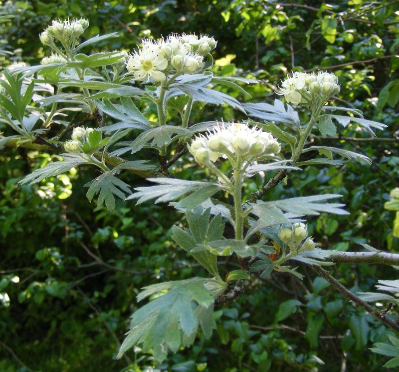 Crataegus_azerolus.jpg