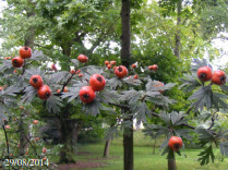 fleur_au_fruit_mai_2015_3.jpg