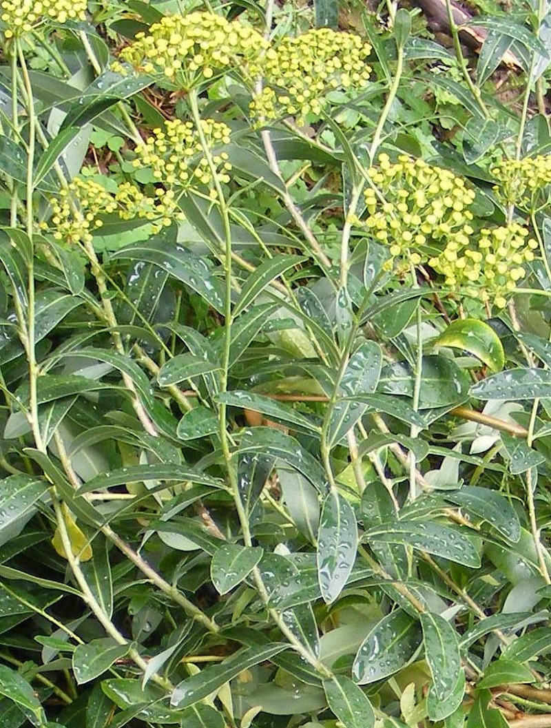 Bupleurum_fruticosum.jpg