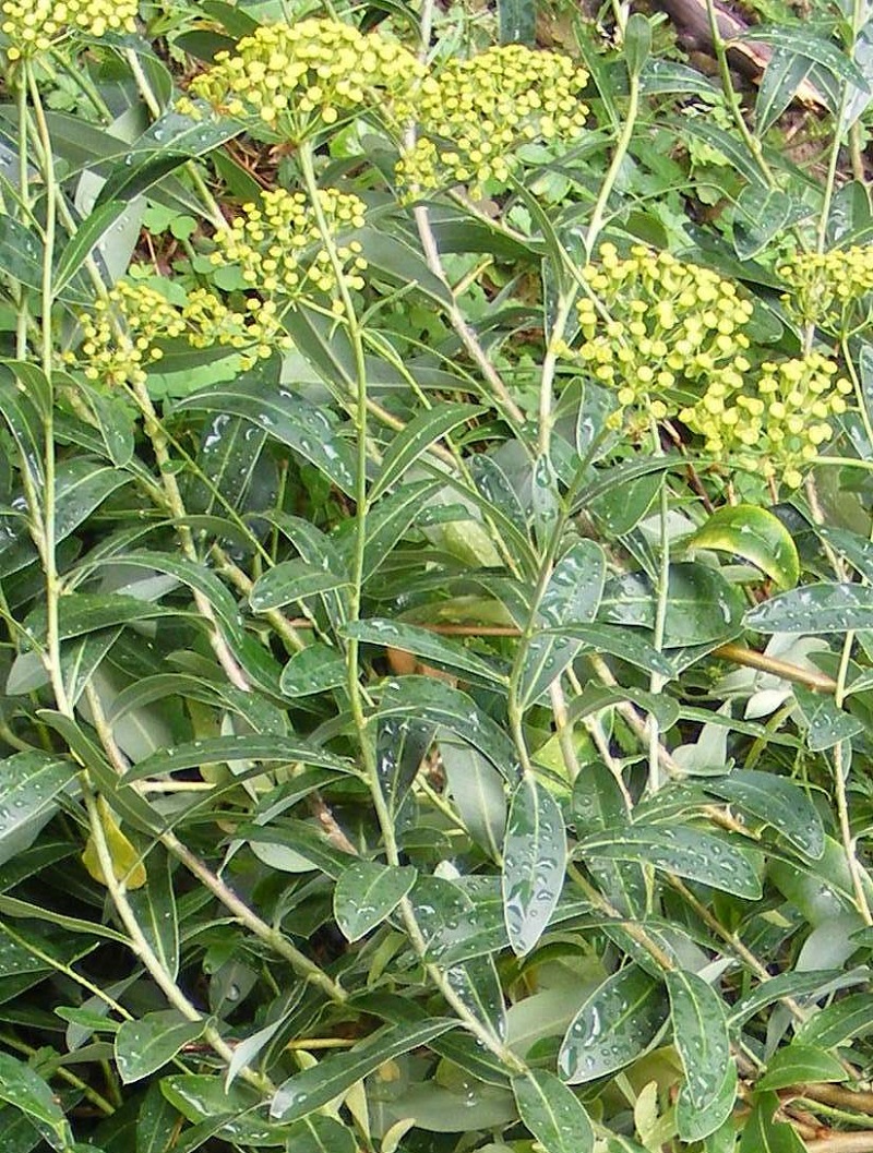 Bupleurum_fruticosum.jpg