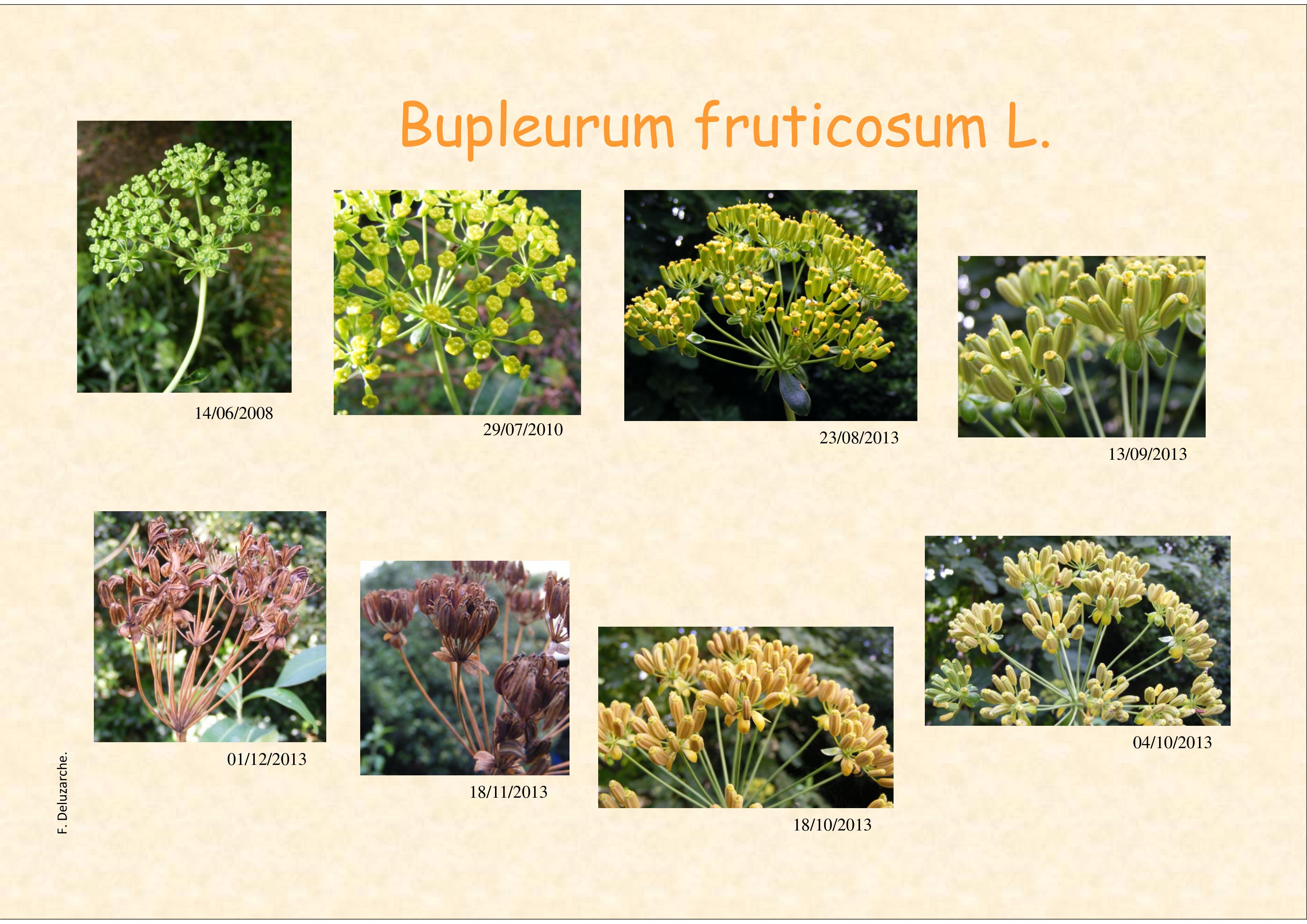 fleur_au_fruit_juin_2015_1.jpg