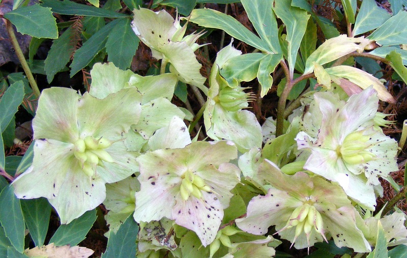 Helleborus_niger.jpg