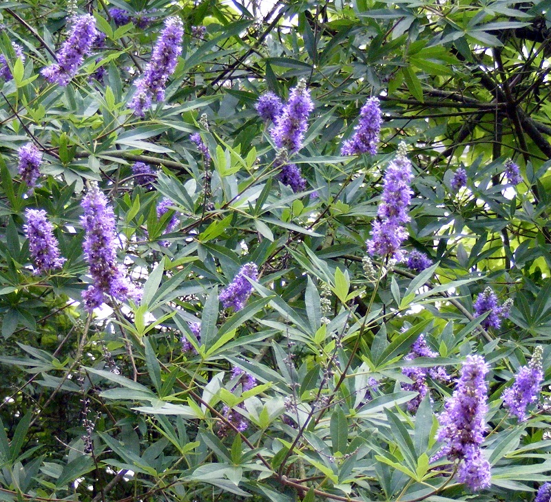 Vitex_agnus_castus.jpg