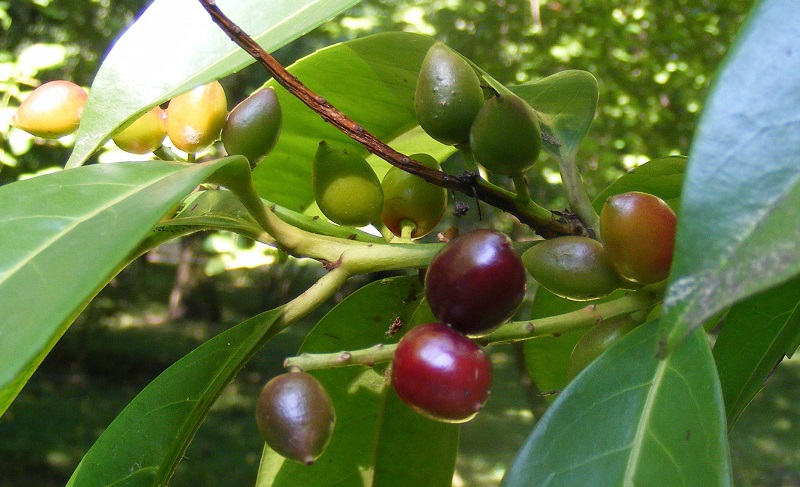 Prunus_laurocerasus.jpg