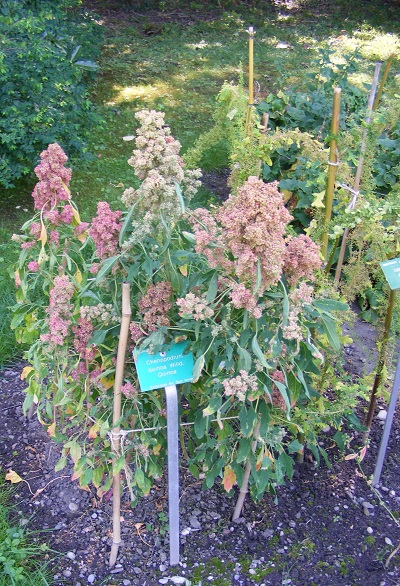 Chenopodium_quinoa.jpg