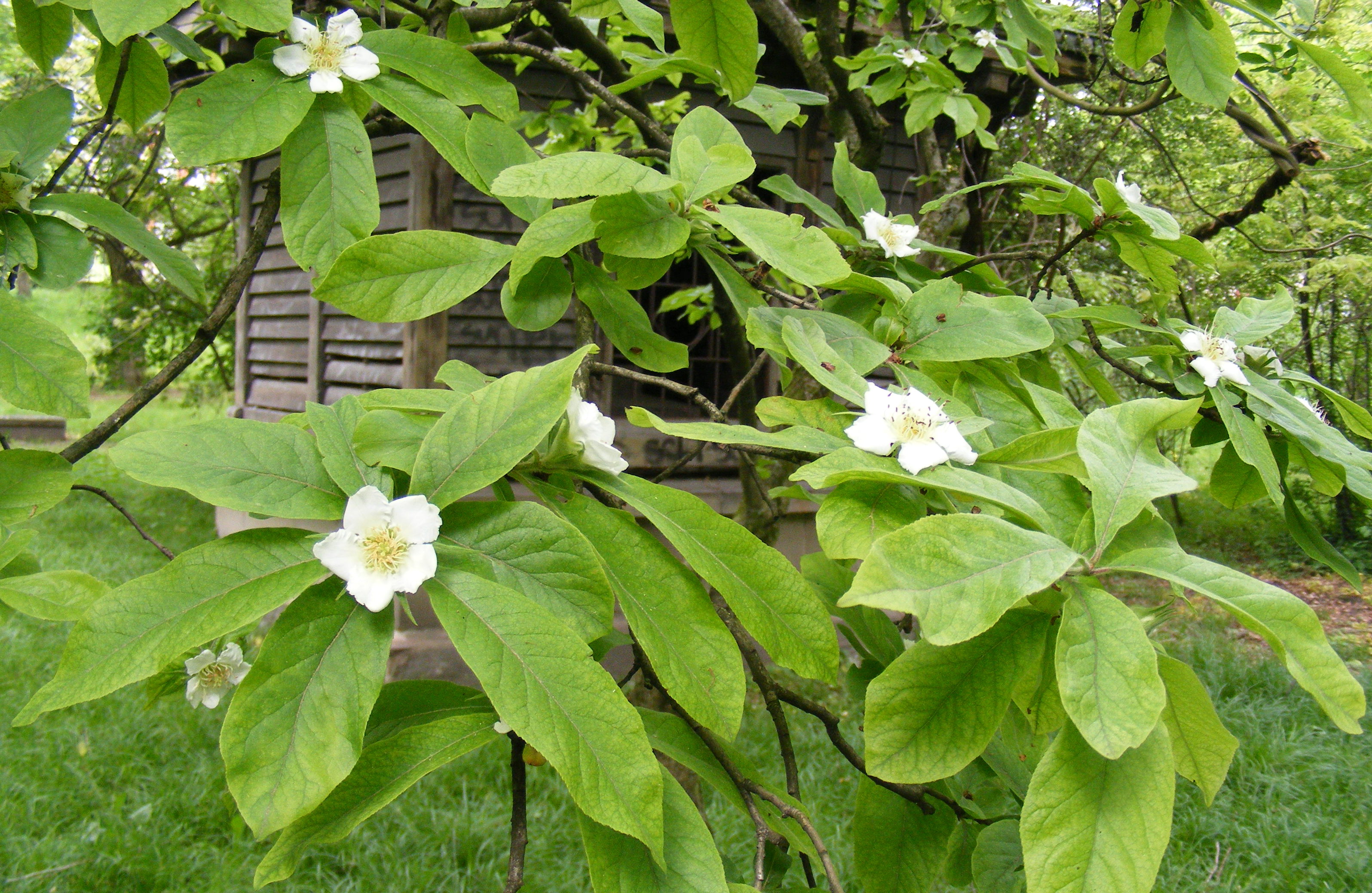 Mespilus_germanica.jpg