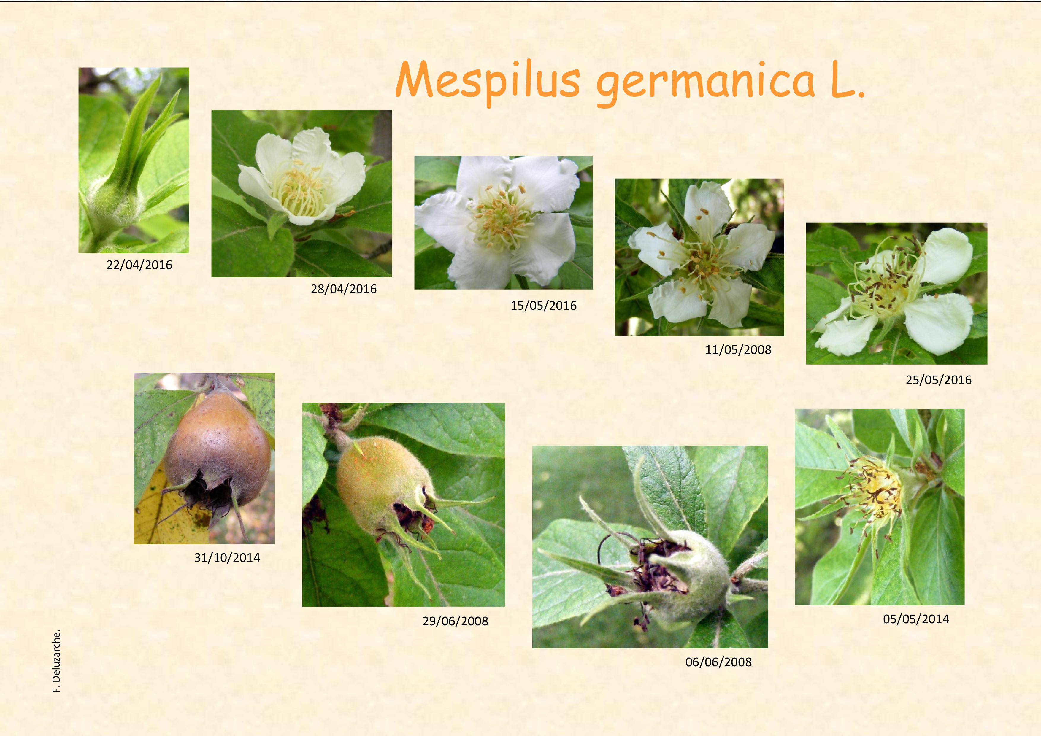 fleur_au_fruit_nov_2016_1.jpg