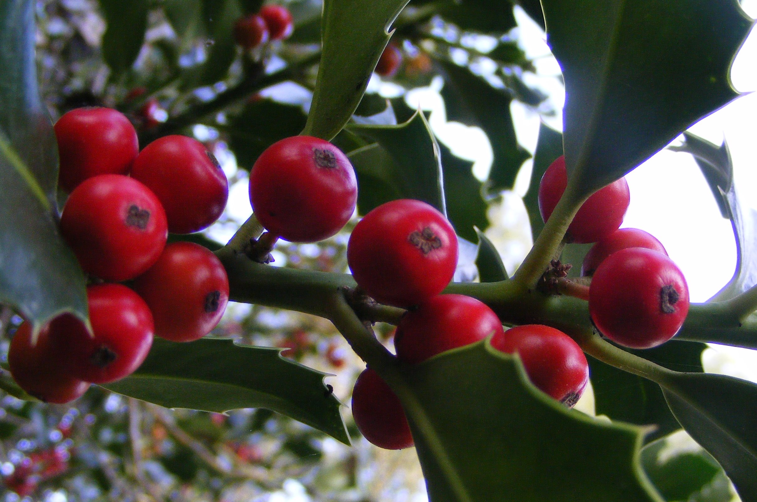 Ilex_aquifolium.jpg