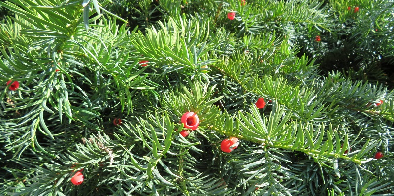 Taxus_baccata.jpg