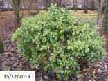 fleur_au_fruit_fevrier_2017_3.jpg