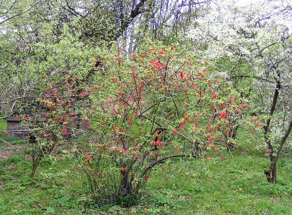 Chaenomeles_speciosa.jpg