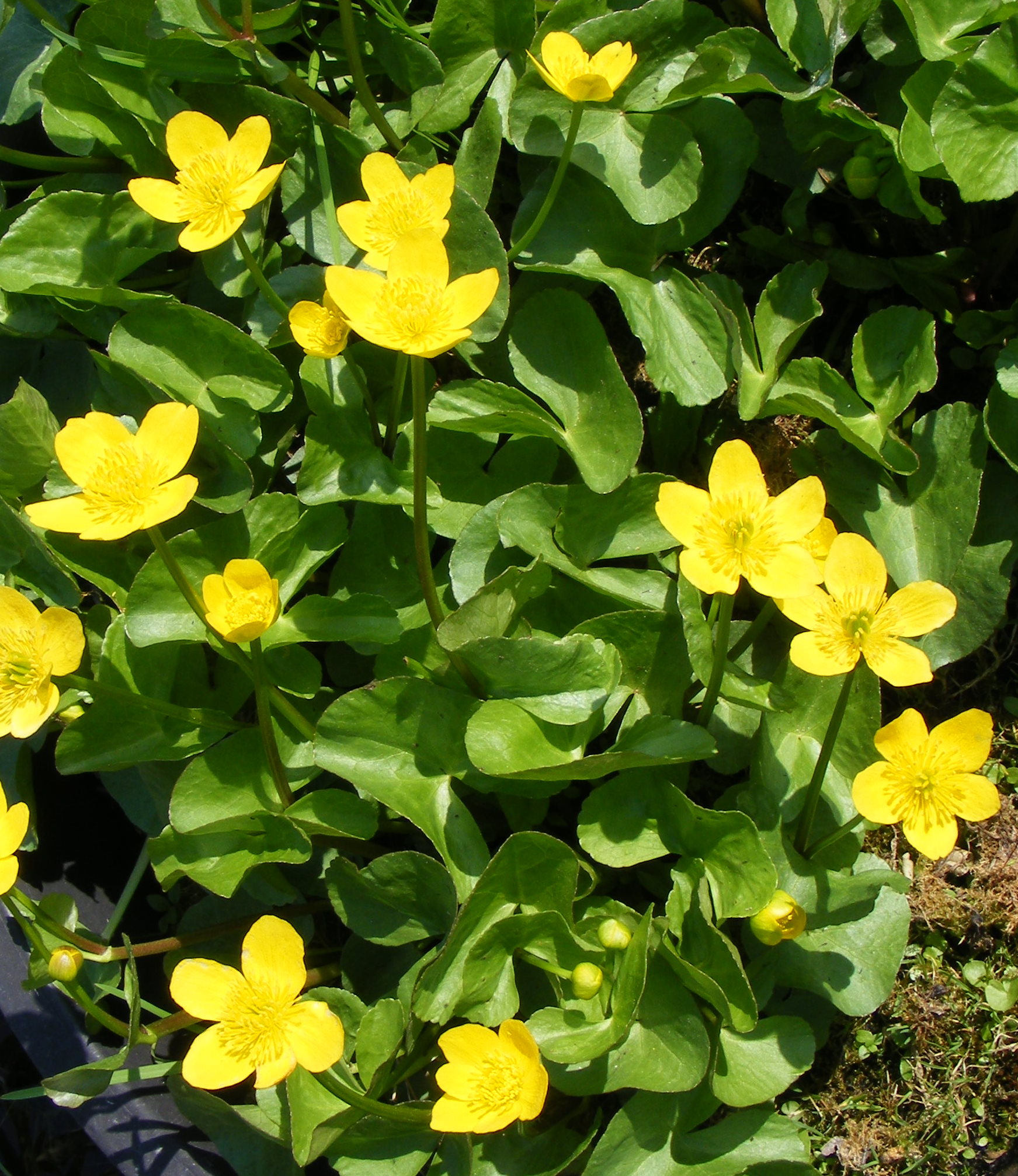 Caltha_palustris.jpg