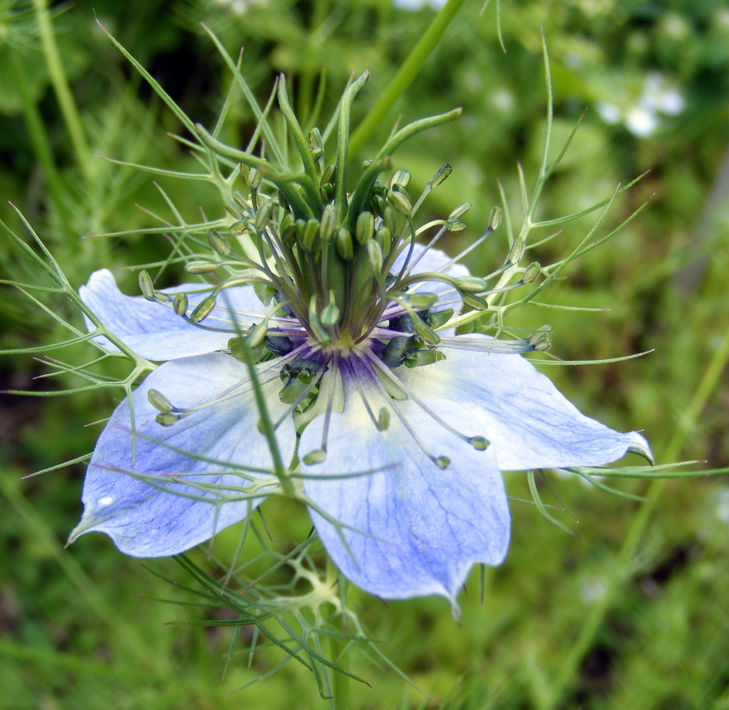 Nigella_damascena.jpg