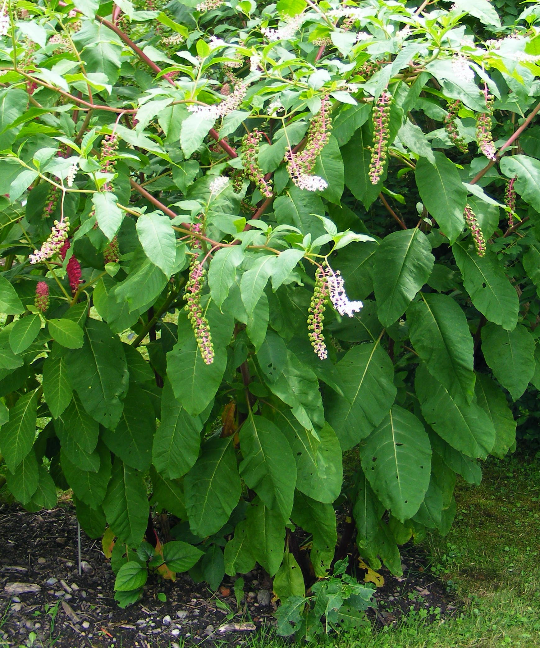 Phytolacca_americana.jpg