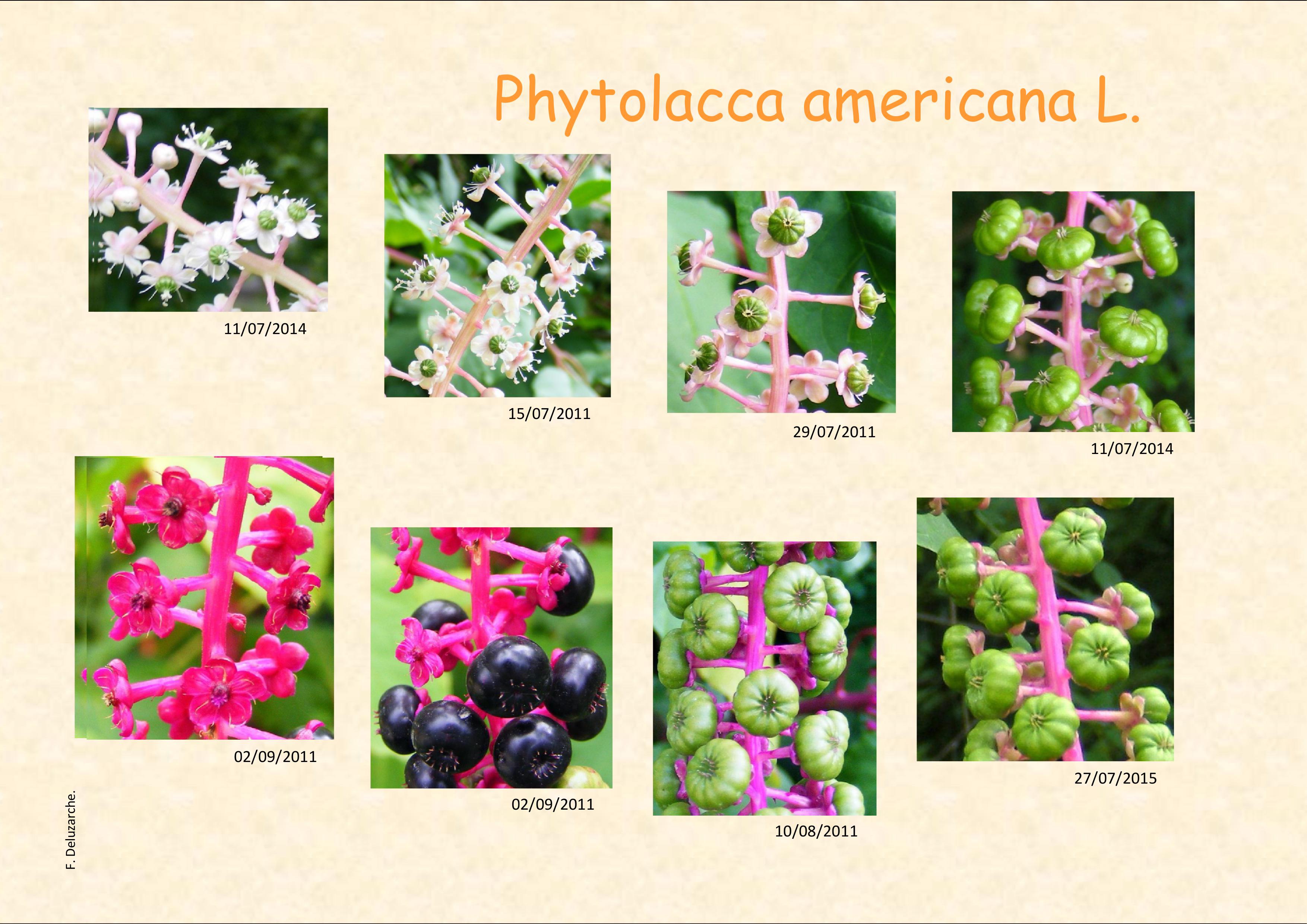 fleur_au_fruit_juillet_2017_1.jpg
