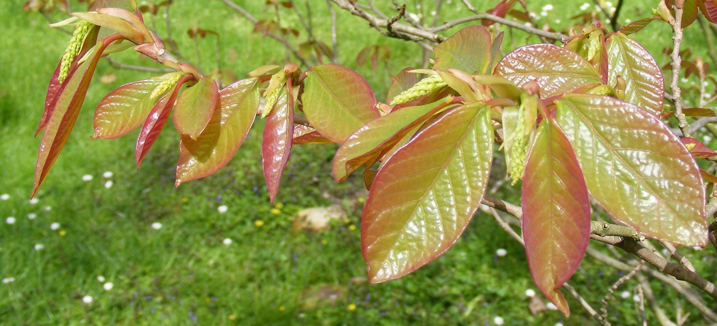 Sapium_japonicum.jpg