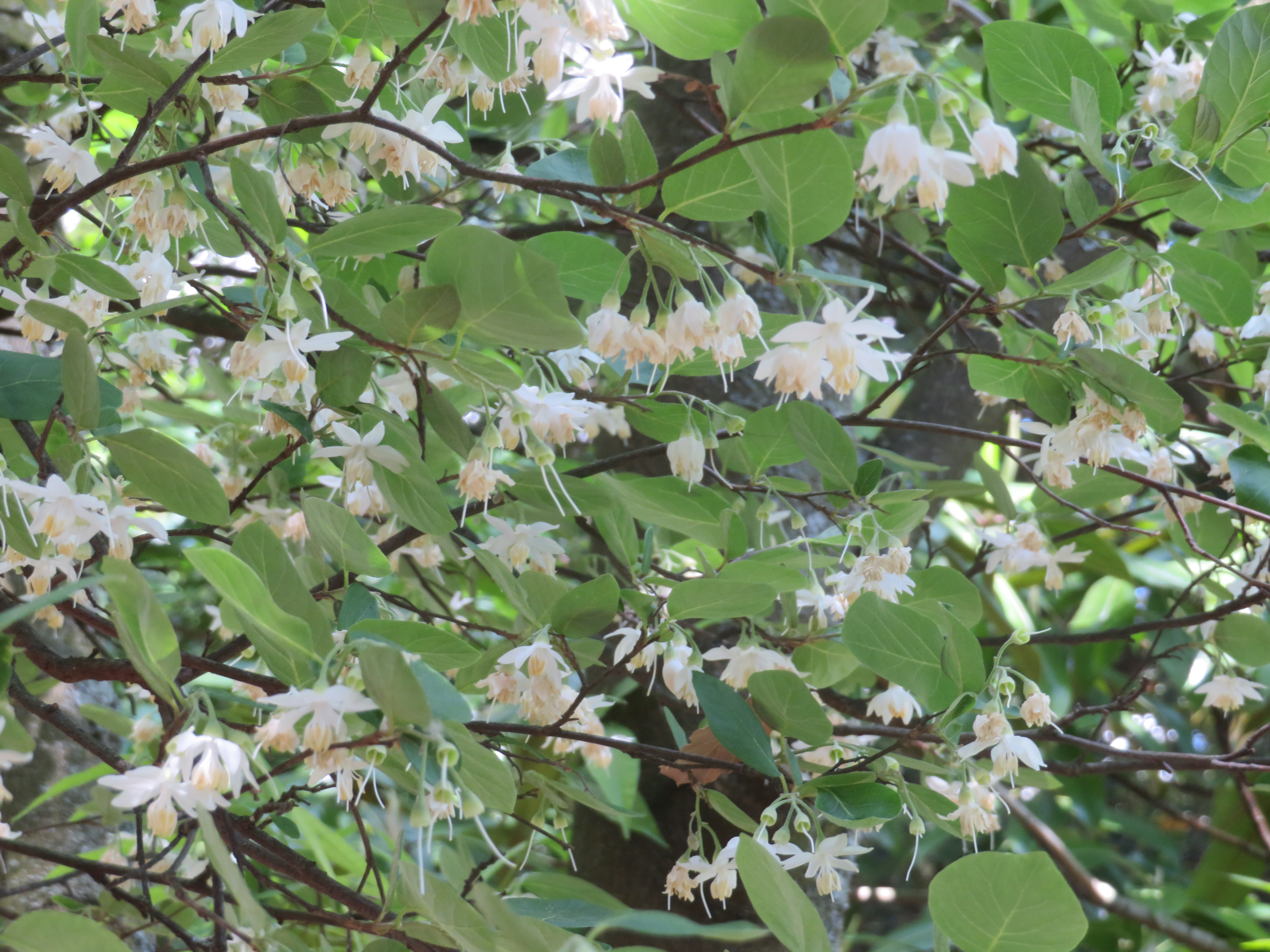 Styrax_officinalis.jpg